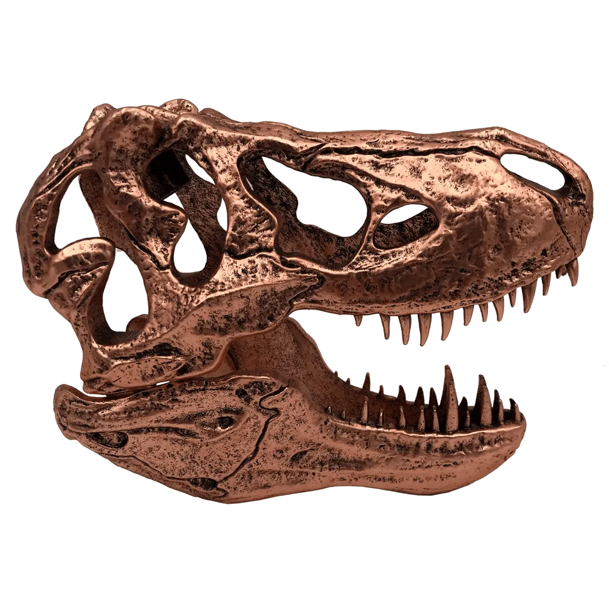 Jurassic Park - T-Rex Skull Scaled Prop Replica - Image 4